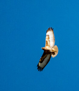 Common buzzard