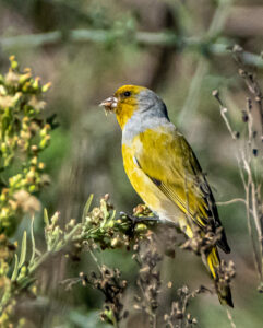 Cape canary