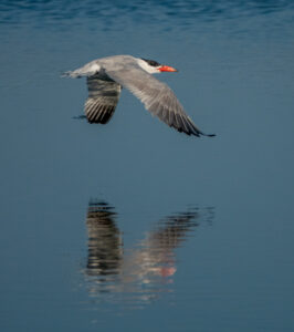 Caspian tern